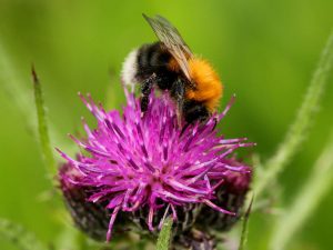 foraging Tree Bumblebee, Derbyshire