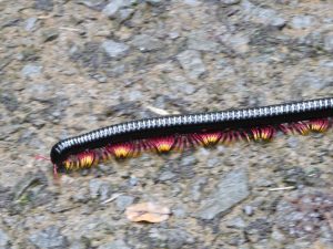 Trigoniulus sp. moving over bare ground, Borneo