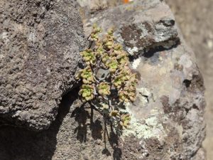 Aeonium lindleyi growing among rocks, Tenerife
