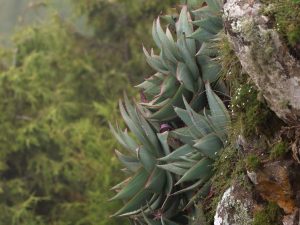 Aloe ankoberensis growing on a rocky edge, Ethiopia