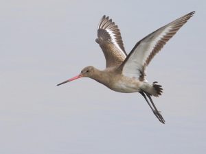 Black-tailed Godwit in flight, Devon