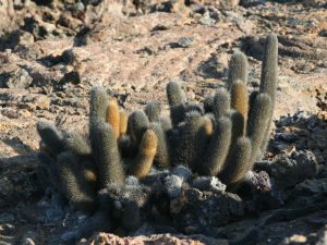 Lava Cactus Brachycereus nesioticus growing on rocky ground, Galapagos