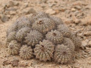 Copiapoa serpentisulcata growing on sandy ground, Chile