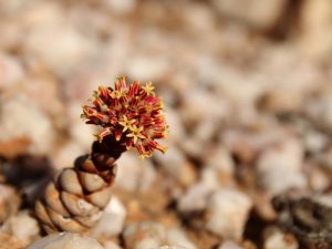 Crassula columnaris, South Africa