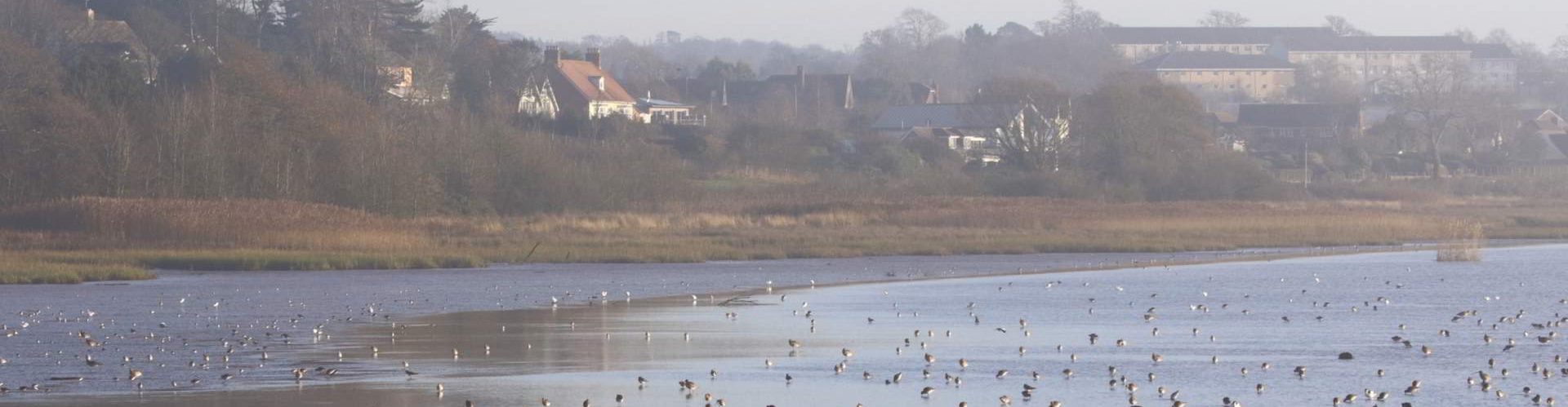 wading birds in the Exe Estuary, Devon