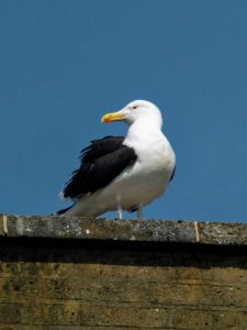 Great Black-backed Gull sitting on a wall, Dorset