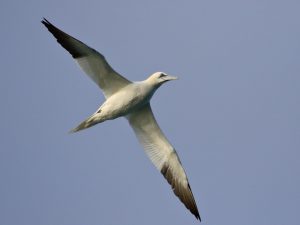 Gannet in flight, Devon