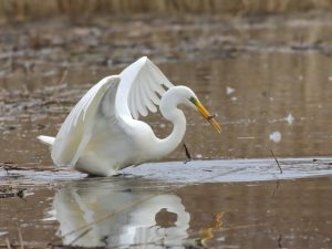 Great Egret catching a small fish in shallow water, Devon