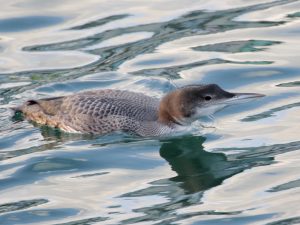 Great Northern Diver on open water, Devon