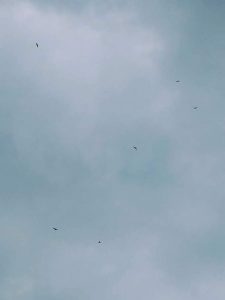 six Red Kites soaring, Dorset