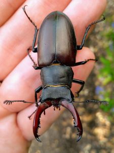 male Stag Beetle in an open palm, Dorset