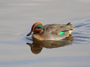 male Teal paddling through the water, Devon