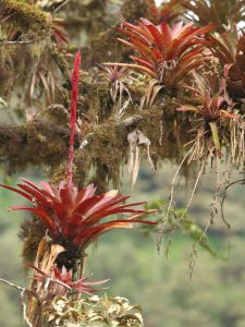 Tillandsia pastensis, Ecuador