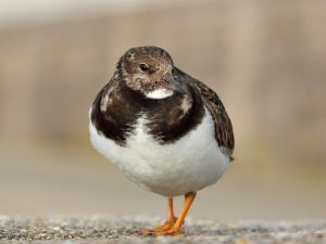 Turnstone standing on shingle, Devon