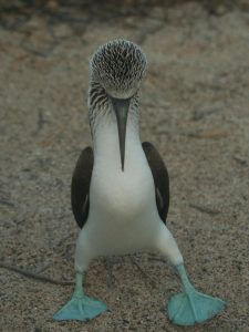 Blue footed Booby on a sandy beach, Galapagos