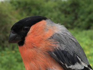 Bullfinch close up, Sussex