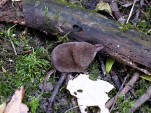 Common Shrew among moss and twigs, Sussex