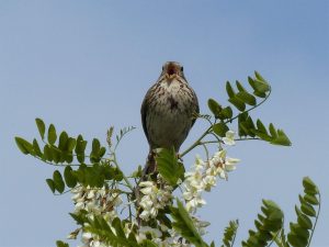 Corn Bunting singing from a shrub, Georgia