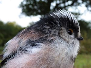 Long-tailed Tit close-up, Sussex