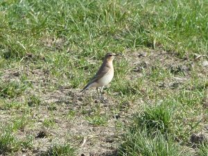 Northern Wheatear standing upright in short grassland, Sussex