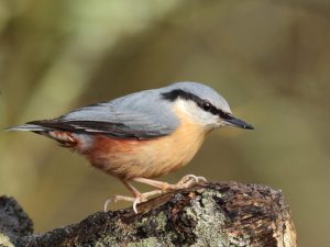 Nuthatch on a rotting log, Devon