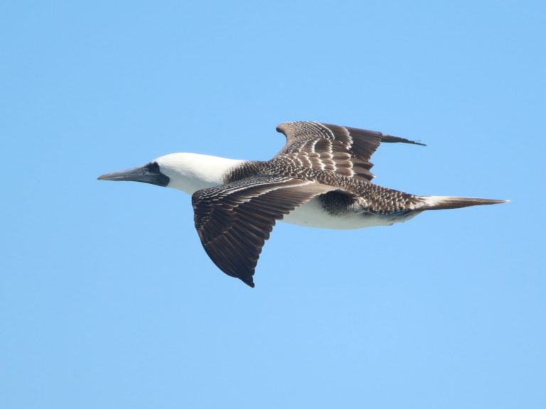 Peruvian Booby flying in blue sky, Chile