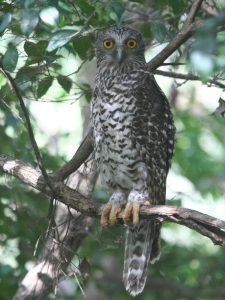 Powerful Owl sitting on a branch, Australia