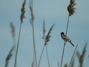 Reed Bunting perched in the reeds, Austria