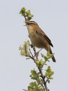 Sedge Warbler singing on a willow twig, Devon