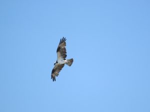 Western Osprey in flight, Costa Rica