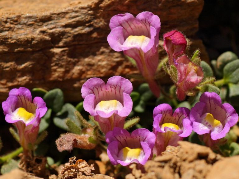 Chaenorrhinum glareosum flowers, Sierra Nevada
