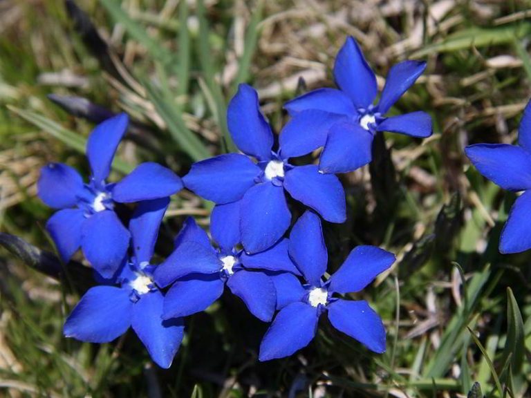 Gentiana sierrae flowers, Sierra Nevada
