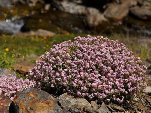 Hormatophyla spinosa flowers, Sierra Nevada