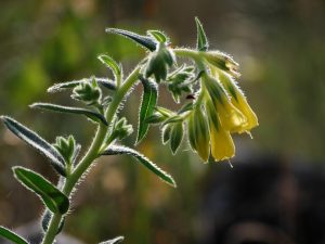 Onosma viridis flowers, Slovakia