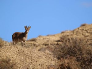 Spanish Ibex on a rocky hillside, Sierra Nevada, Spain