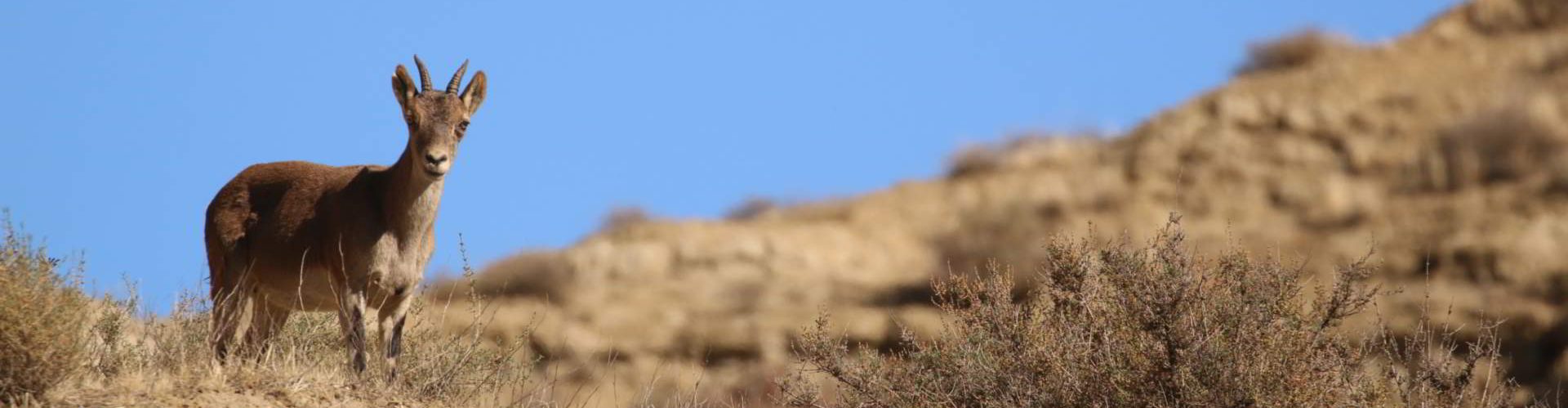Spanish Ibex on a rocky hillside, Spain