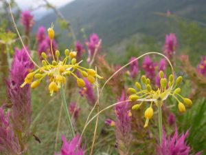 Yellow-flowered Garlic flowers, Slovakia