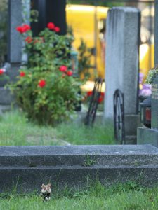 Common Hamster next to a grave, Vienna