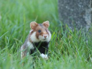 Common Hamster next to a grave, Vienna