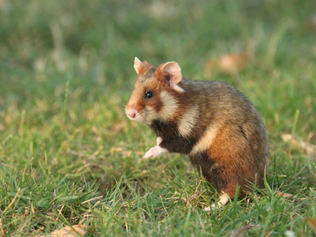 Common Hamster in short grassland, Vienna
