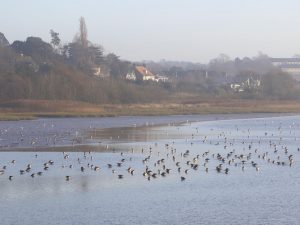 wading birds in Exe Estuary, Devon