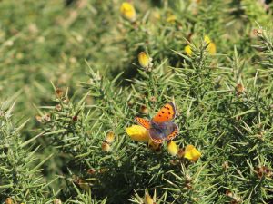 Small Copper on flowering Gorse, Sussex