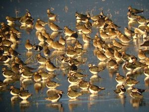 group of Golden Plovers and Lapwing in shallow water