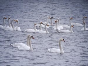 Whooper Swans and Mute Swans floating on the water