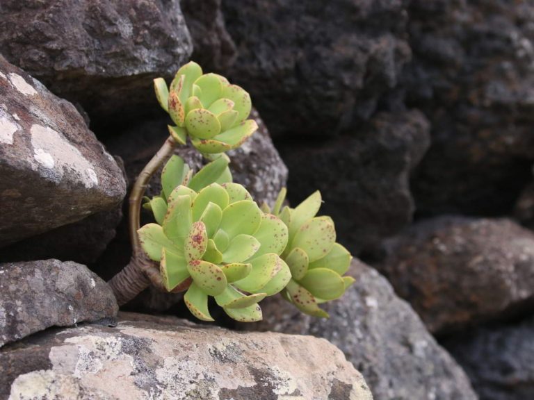 Aeonium glutinosum growing among rocks, Madeira