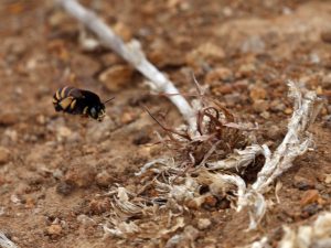 Amegilla maderae flying close to the ground, Madeira