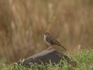 Berthelot's Pipit standing on a rock, Madeira