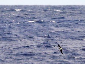 Desertas Petrel flying low over the waves, Madeira