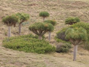 Dragon Tree grove, Madeira