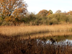 reedbed and open water at Gordon's Mere, Cambridgeshire